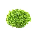 Lechuga Batavia