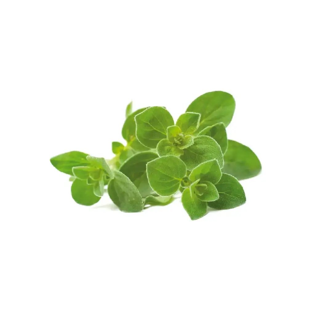 [SEED13] Orégano